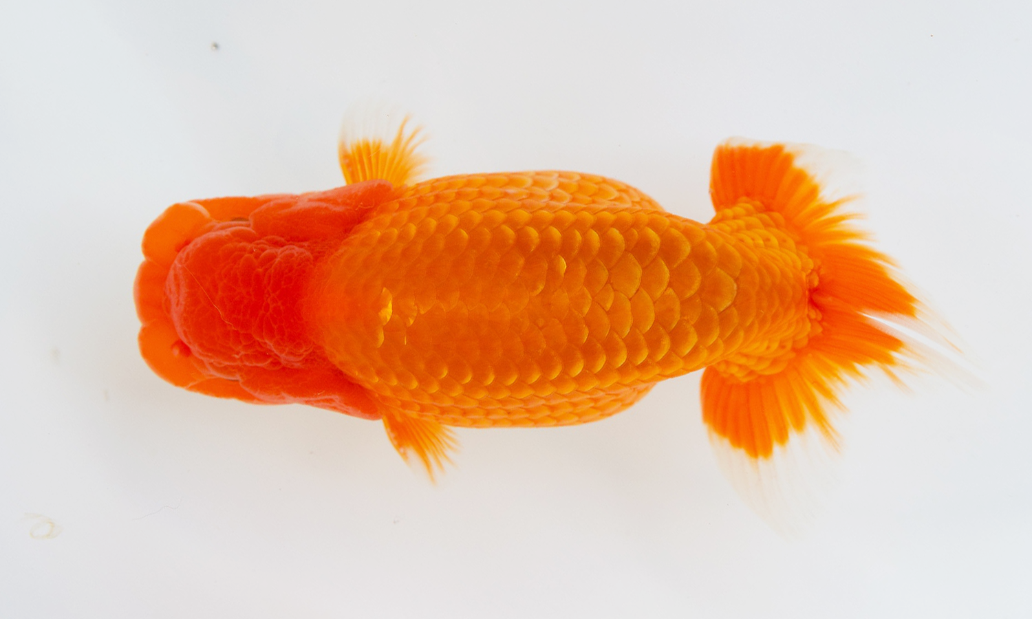 小澤らんちゅう品評会用当歳魚Ｃオス 小澤らんちゅう上物当歳魚Ｃ